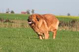 DOGUE DU TIBET 633